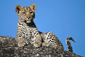 Leopard cub portrait (Panthera pardus) Okavango Delta, Botswana