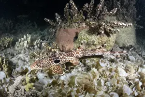 Animal Markings Prints: Leopard epaulette shark (Hemiscyllium michaeli) camouflaged on seabed