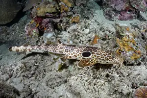 Animal Markings Prints: Leopard epaulette shark (Hemiscyllium michaeli) camouflaged on seabed