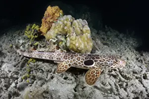 Animal Markings Prints: Leopard epaulette shark (Hemiscyllium michaeli) camouflaged on seabed