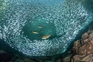 Serranidae Prints: Leopard grouper (Mycteroperca rosacea) and Dentex (Dentex dentex) hunting a huge school of Sardines (Sardina pilchardus)