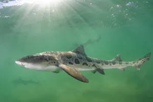 Leopard houndshark (Triakis semifasciata) group swimming amongst rays of light Leopard houndshark (Triakis semifasciata) group swimming amongst rays of light