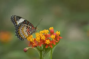 Images Dated 9th June 2019: Leopard lacewing (Cethosia cyane) nectaring on Tropical milkweed / Bloodflower (Asclepias