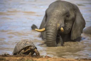Testudinidae Prints: Leopard / mountain tortoise (Stigmochelys pardalis) with elephant bull (Loxodonta