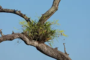 Orchids Prints: Leopard orchid (Ansellia africana) attached to branch of tree
