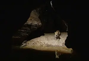 Water Hole Prints: Leopard (Panthera pardus) approaching natural waterhole inside deep gorge