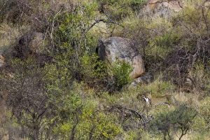 Leopard (Panthera pardus) carrying bush hare prey through savanna, Samburu National Reserve