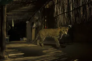 Leopard (Panthera pardus) in city at night, Mumbai, India. December 2018