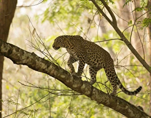 Images Dated 3rd March 2015: Leopard (Panthera pardus) climbing in tree. Kabini, Nagarhole National Park, Karnataka, India