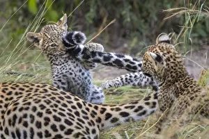 Images Dated 7th October 2020: Leopard (Panthera pardus) cub age six weeks, playing with mothers tail, Jao Reserve