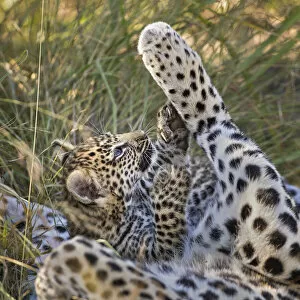 Images Dated 7th October 2020: Leopard (Panthera pardus) cub age six weeks, playing with mothers paw, Jao Reserve