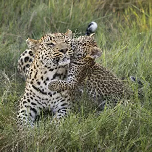 Images Dated 7th October 2020: Leopard (Panthera pardus) cub age five weeks, jumping on mother, Jao Reserve, Okavango