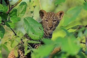 Foliage Prints: Leopard (Panthera pardus) cub, aged 4 months