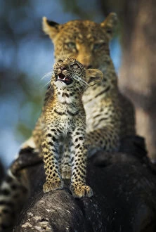 Alertness Gallery: Leopard (Panthera pardus) cub looking up at birds (out of frame) with mother in background