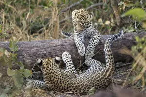 Playing Gallery: Leopard (Panthera pardus) cubs age four months playing, Jao Reserve, Okavango, Botswana