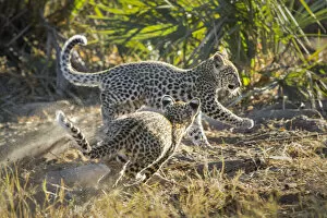 Images Dated 7th October 2020: Leopard (Panthera pardus) cubs age four months playing, Jao Reserve, Okavango, Botswana