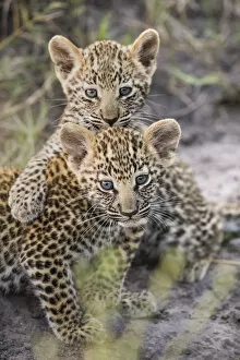Images Dated 7th October 2020: Leopard (Panthera pardus) cubs age five weeks, , Jao Reserve, Okavango, Botswana