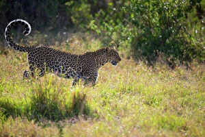 August 2023 Highlights Collection: Leopard (Panthera pardus) female, walking across grassland in morning sunlight, Kenya