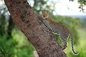 Animal Markings Prints: Leopard (Panthera pardus) female