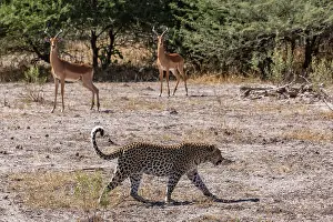 Leopards Prints: Leopard (Panthera pardus) female