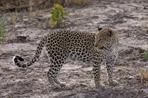 Leopard (Panthera pardus) female, portrait, Okavango Delta, Botswana