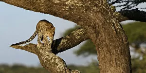Leopard (Panthera pardus) female climbing an Acacia tree, Serengeti / Ngorongoro Conservation