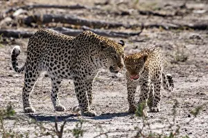 Leopards Prints: Leopard (Panthera pardus) female with cub, portrait, Okavango Delta, Botswana
