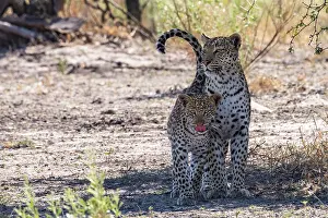 Side By Side Prints: Leopard (Panthera pardus) female with cub standing side by side in the shade