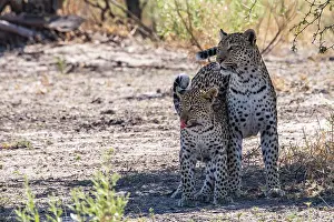 Side By Side Prints: Leopard (Panthera pardus) female with cub standing side by side in the shade