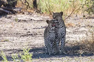 Side By Side Prints: Leopard (Panthera pardus) female with cub standing side by side in the shade