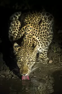 Leopard (Panthera pardus) female drinking at night. South Luangwa National Park, Zambia