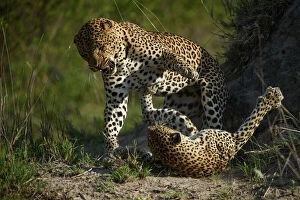 Africa Collection: Leopard (Panthera pardus) female fighting off male after he tries to mate with her