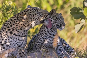 Images Dated 8th June 2016: Leopard (Panthera pardus) female grooming cub age 6 months Little Kwara, Botswana June