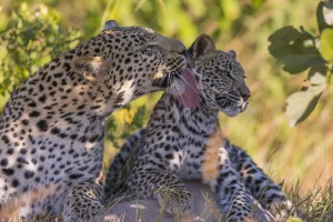 Affection Prints: Leopard (Panthera pardus) female grooming cub age 6 months Little Kwara, Botswana June