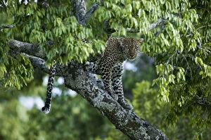 Leopard (Panthera pardus) female in tree, near the Talek river, Masai-Mara Game Reserve