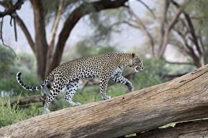 Images Dated 15th June 2006: Leopard (Panthera pardus) female walking on fallen tree trunk, Samburu game reserve