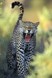 Leopard (Panthera pardus) female yawning, Samburu game reserve, Kenya