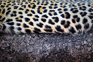 Animal Markings Prints: Leopard (Panthera pardus) fur detail, South Luangwa National Park, Zambia