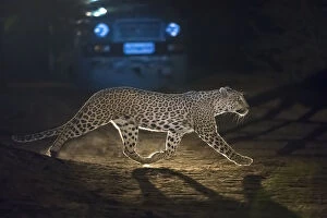 2018 November Highlights Collection: Leopard (Panthera pardus fusca), crossing road in front of vehicle at night, Rajasthan
