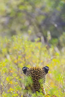 Focus On Foreground Prints: Leopard (Panthera pardus) back of head, Samburu National Reserve, Kenya