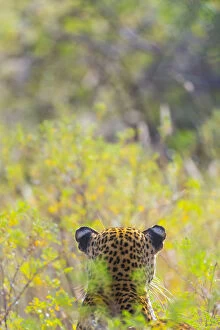 Images Dated 26th January 2013: Leopard (Panthera pardus) back of head, Samburu National Reserve, Kenya