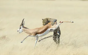 Leopard (Panthera pardus) hunting Springbok (Antidorcas marsupialis) Etosha, Namibia