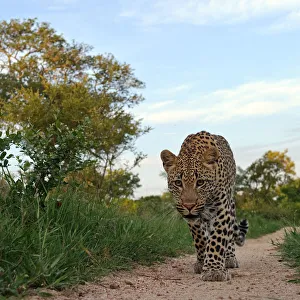 Sergey Gorshkov Prints: Leopard (Panthera pardus) low angle view of adult walking along track, Okavango Delta