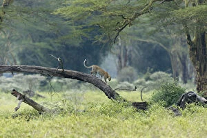The Magic Moment Gallery: Leopard (Panthera pardus) male climbing on fallen tree, , Nakuru national park, Kenya