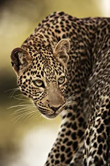 Leopard (Panthera pardus), Masai Mara National Park, Kenya. July
