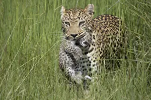 Images Dated 7th October 2020: Leopard (Panthera pardus) mother carrying cub, age 10 days, Jao Reserve, Okavango
