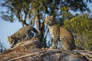 Images Dated 7th October 2020: Leopard (Panthera pardus) mother and cub age four months, Jao Reserve, Okavango