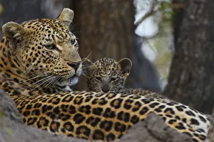 Leopard (Panthera pardus) mother resting with cubs Londolozi Private Game Reserve