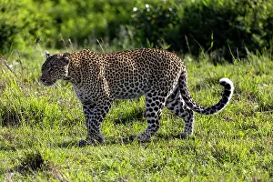 Savanna Prints: Leopard (Panthera pardus pardus) walking in the savanna