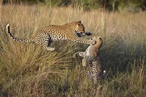 Images Dated 7th October 2020: Leopard (Panthera pardus) Playful mother pouncing on cub age one, Jao Reserve, Okavango